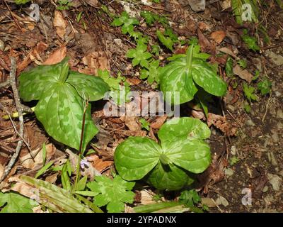 Gelbes wakerobin (Trillium luteum) Stockfoto