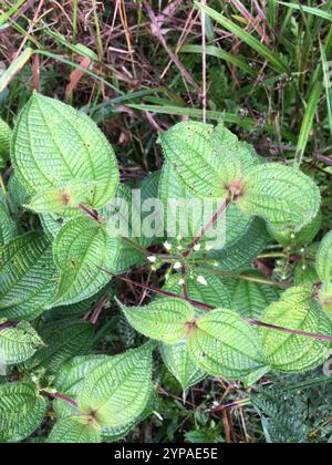 Kosters Fluch (Miconia crenata) Stockfoto