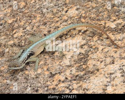 Grandidiers Madagaskar Swift (Oplurus grandididieri) Stockfoto