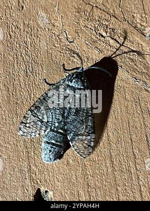 Kleine Carpenterworm Motte (Prionoxystus macmurtrei) Stockfoto