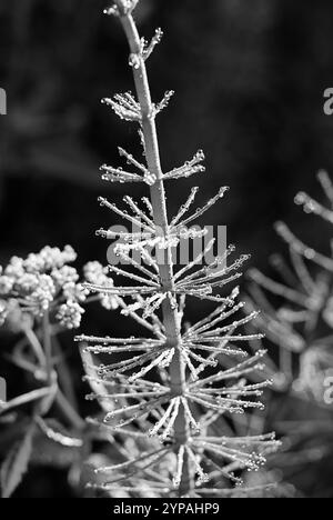 Monochrome Nahaufnahme einer taubedeckten Schachtelhalmpflanze in der Natur Stockfoto