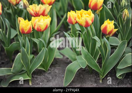 Gelb und rot Doppelte späte Tulpen (Tulipa) Ophelia mit bunten Blättern blühen im April in einem Garten Stockfoto