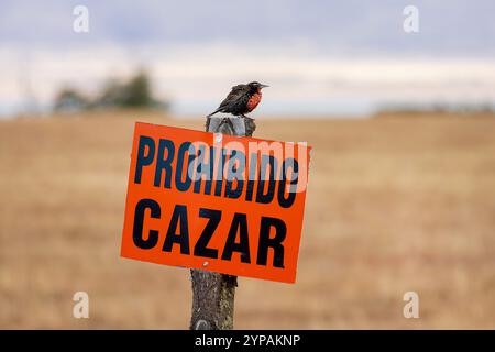 Langschwanz-Wiesenlarke (Leistes loyca, Sturnella loyca), männlich auf einem Schild „keine Jagd erlaubt“, Argentinien Stockfoto