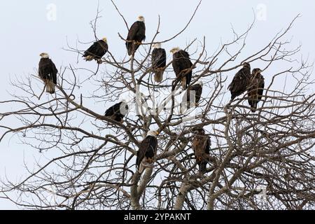 Amerikanischer Weißkopfseeadler (Haliaeetus leucocephalus), große Truppe, die auf einem Baum thront, Kanada, Britisch-Kolumbien Stockfoto