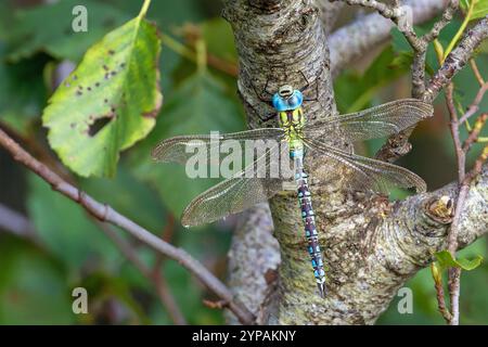 Grüner Hawker (Aeshna viridis, Aeschna viridis), männlicher, der auf dem Stamm einer Erle sitzt, Niederlande, Friesland, Ryptsjerk Stockfoto