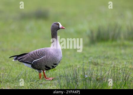 Weißfrontgans (Anser erythropus), in grönland, Niederlande, Gelderland Stockfoto