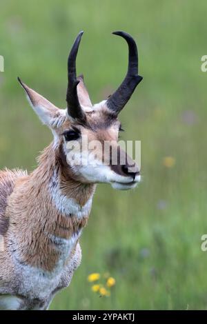 Pronghorn (Antilocapra americana), Porträt, Seitenansicht, USA Stockfoto