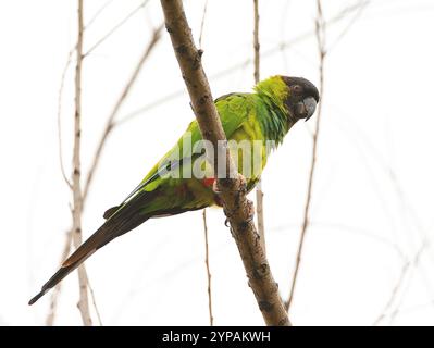 Nanday Conure (Aratinga nenday, Nandayus nenday), sitzend auf einem Ast, von unten, Argentinien Stockfoto