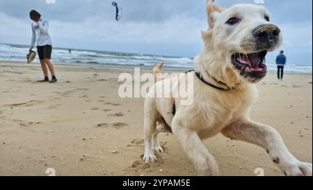 Labrador Retriever (Canis Lupus f. familiaris), junger männlicher Hund, der am Nordseestrand herumtobt, Vorderansicht, Niederlande Stockfoto