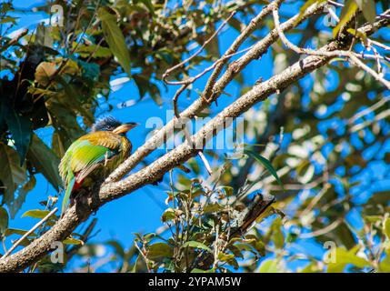 Großer Barbet (Psilopogon virens), sitzt auf einem Zweig, Indien, 1 Stockfoto