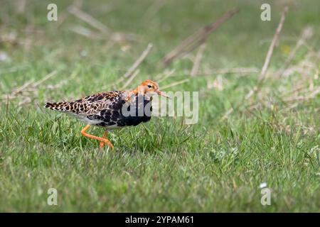 ruff (Alidris pugnax, Philomachus pugnax, Calidris pugnax), männlich sitzend auf einer Wiese, Niederlande, Texel Stockfoto