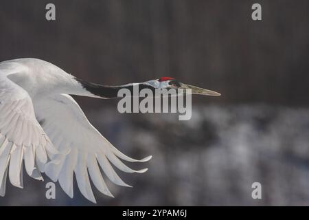 Mandschurenkran, Rotkräne (Grus japonensis), Porträt im Flug, Seitenansicht, Japan, Hokkaido Stockfoto