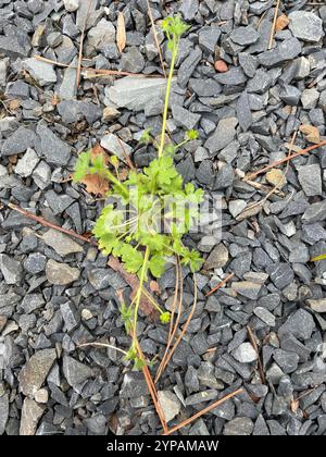 Kleinblumenkerl (Ranunkulus parviflorus) Stockfoto