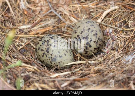 Gelbbeinmöwe (Larus michahellis, Larus cachinnans michahellis), Eier im Nest, Italien, Sardegna Stockfoto