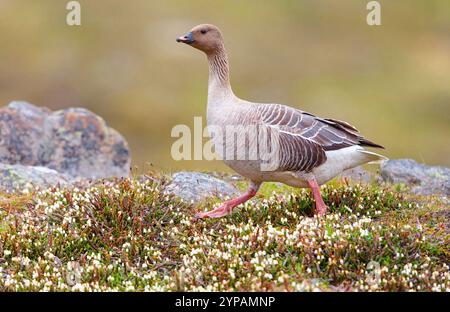 Rosafarbene Gans (Anser brachyrhynchus), Wandern, Norwegen, Svalbard, Longyearbyen Stockfoto