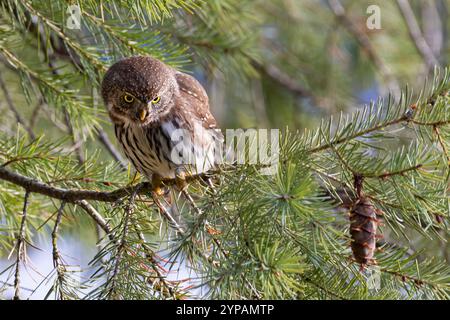 Bergpygmieneule, Nordpygmieneule (Glaucidium gnoma), auf einem Kiefernzweig stehend und nach unten blickend, Vorderansicht, Kanada, Britisch-Kolumbien Stockfoto
