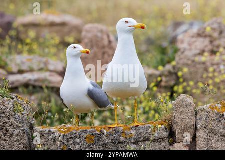 Gelbbeinmöwe (Larus michahellis, Larus cachinnans michahellis), Paar auf einer alten Steinmauer, Italien, Sardegna Stockfoto