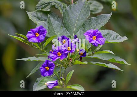 Blauer solanumstrauch, Paraguay-Nachtschatten, blauer Kartoffelstrauch (Solanum rantonnetii, Lycianthes rantonnetii), Blumen und Blätter, Madeira Stockfoto