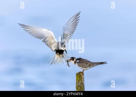 Schwarzseeschwalbe (Chlidonias niger), ausgewachsene Fliegen nach Fütterung von Jungfischen, Niederlande, Friesland, de Tike Stockfoto