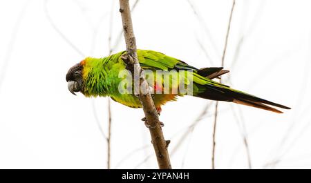 Nanday Conure (Aratinga nenday, Nandayus nenday), sitzend auf einem Ast, von unten, Argentinien Stockfoto