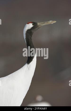 Mandschurenkran, Rotkräne (Grus japonensis), Porträt, Seitenansicht, Japan, Hokkaido Stockfoto