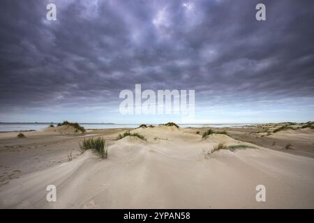 Düstere Wolken über der Dünenlandschaft an der Nordseeküste im Herbst, Niederlande, Texel, Duenen von Texel Nationalpark Stockfoto