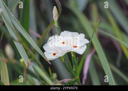 Schmetterling Iris, afrikanische Iris, viertägige Lilie (Dietes bicolor), Blumen, Madeira Stockfoto