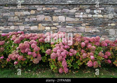 Gartenhortensie, Spitzenhortensie (Hydrangea macrophylla), blühende französische Hortensie an einer alten Natursteinmauer, Frankreich, Bretagne, Paimpol Stockfoto