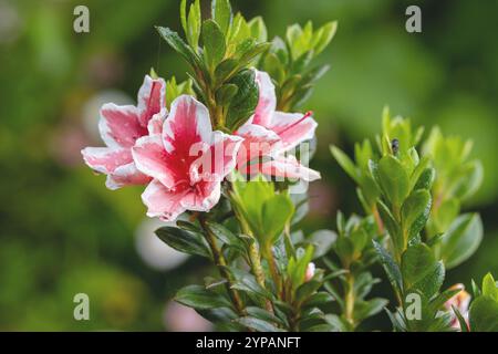 azalea (Rhododendron indicum), Zweig mit Blumen, Madeira Stockfoto