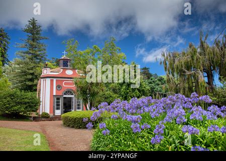 Afrikanische Lilie (Agapanthus spec.), Palheiro-Gärten, Kapelle und blühende Zierlilien im Park, Madeira, Funchal Stockfoto