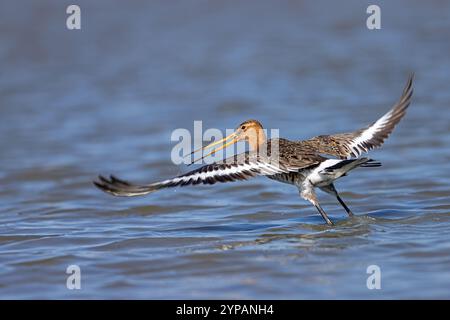 Schwarzschwanzgottwit (Limosa limosa), männlicher Abflug vom Wasser, Niederlande, Friesland, Bolsward Stockfoto