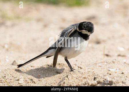 Bachtail, weißer Bachtail (Motacilla alba), sitzt auf dem Boden Preening, Niederlande, Texel Stockfoto