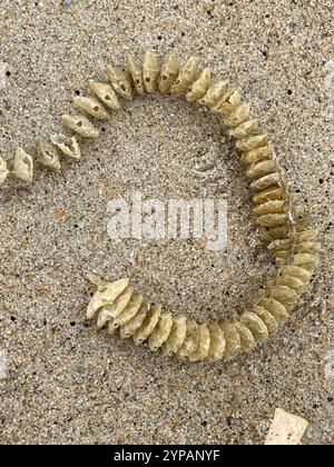 Channeled Whelk (Busycotypus canaliculatus) Stockfoto
