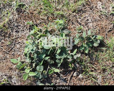 Violette Buschbohne (Macroptilium atropurpureum) Stockfoto