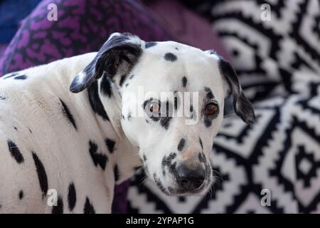 Dalmatinischer Hund vor schwarz-weißem Hintergrund Stockfoto