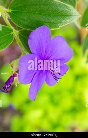 Die Blume einer Herrlichkeit bush (Tibouchina urvilleana) Stockfoto