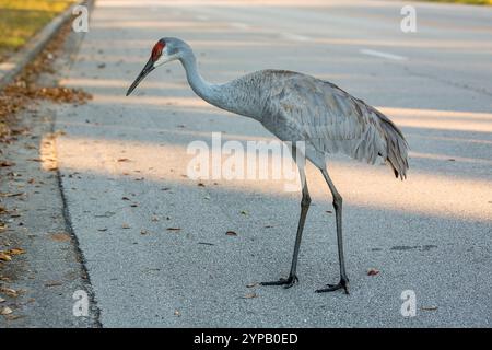 Florida Sandhill Crane Crossing A Road – Wildtiere und Natur Stockfoto