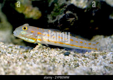 Orangenfleckiger Schlafbarsch (Valenciennea puellaris). Aquariumphoto. Stockfoto