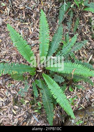 Kronfarn (Lomaria-Verfärbung) Stockfoto