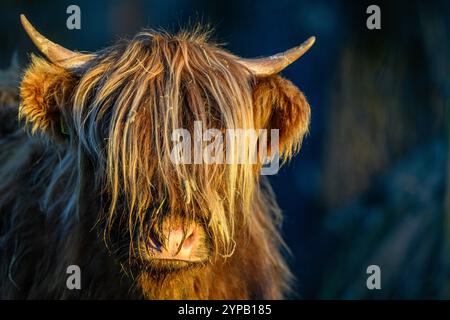 Schottische Hochlandrinder (Bos taurus, Rasse der rustikalen Rinder) aus Lista (Agder, Norwegen). Stockfoto