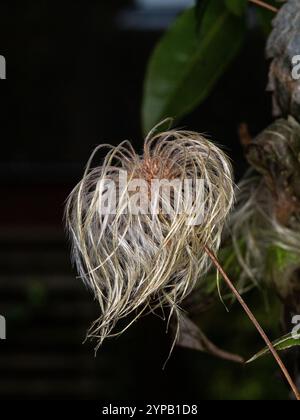 Ein Ende des flauschigen Samenkopfes der koreanischen Clematis Clematis seratifolia Stockfoto