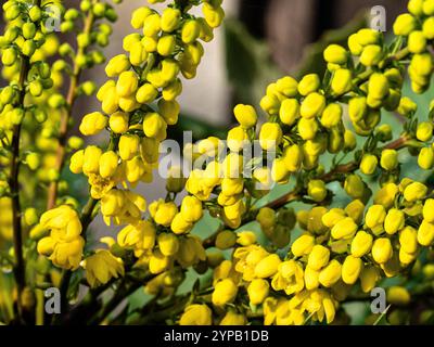 Eine Nahaufnahme der blassen zitronengelben Blüten und Knospen von Mahonia x Media „Wintersonne“ Stockfoto