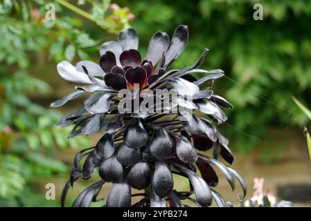 Deep Black/Purple Aeonium Arboreum 'Atropurpureum' (Dark Purple Houseeleek Tree), angebaut bei RHS Garden Harlow Carr, Harrogate, Yorkshire, England, Vereinigtes Königreich. Stockfoto