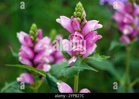 Pink/Purple Chelone obliqua (Twisted Shell Flower), angebaut bei RHS Garden Harlow Carr, Harrogate, Yorkshire, England, Vereinigtes Königreich. Stockfoto