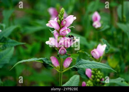 Einzelne rosa/violette Chelone obliqua (Twisted Shell Flower) mit Bienen, die bei RHS Garden Harlow Carr, Harrogate, Yorkshire, England, Großbritannien angebaut werden. Stockfoto