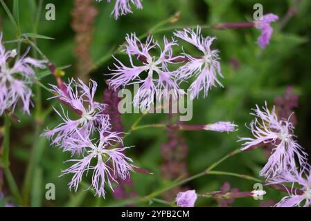 Pink/Lavendel Dianthus Superbus (Fransen Pink) Blumen, die bei RHS Garden Harlow Carr, Harrogate, Yorkshire, England, Großbritannien angebaut werden. Stockfoto