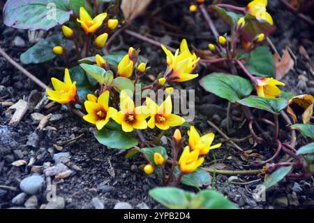 Kleine gelbe Lysimachia Christinae „Zixin“ Blumen, die im Alpine House im RHS Garden Harlow Carr, Harrogate, Yorkshire, England, Vereinigtes Königreich angebaut werden. Stockfoto