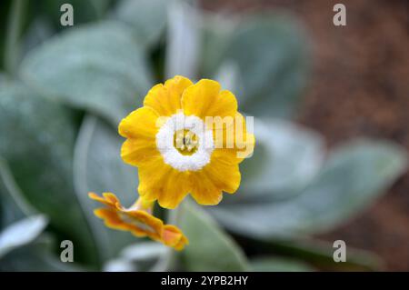 Kleine gelbe/weiße Primula Auricula „Old Irish Dcented“ Blumen, die im Alpine House im RHS Garden Harlow Carr, Harrogate, Yorkshire, England, Großbritannien angebaut werden Stockfoto