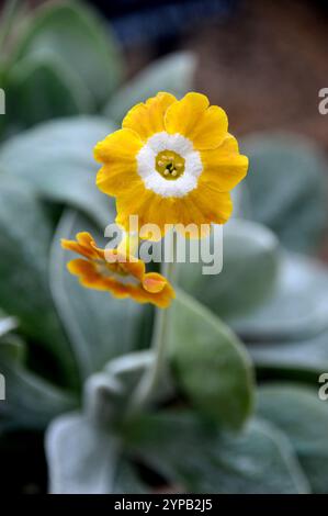 Kleine gelbe/weiße Primula Auricula „Old Irish Dcented“ Blumen, die im Alpine House im RHS Garden Harlow Carr, Harrogate, Yorkshire, England, Großbritannien angebaut werden Stockfoto