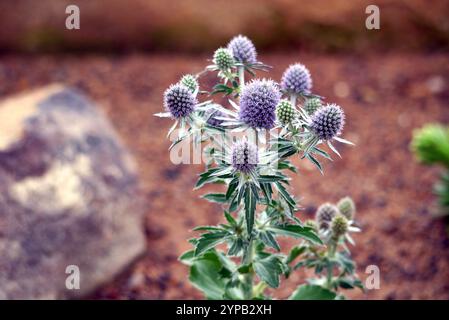 Spiky Eryngium Planum „Blue Hobbit“ (Sea Holly), angebaut im Alpine House bei RHS Garden Harlow Carr, Harrogate, Yorkshire, England, Vereinigtes Königreich. Stockfoto